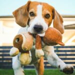 5 Orange County Dog Parks and 7 Ways to Play With Your Dog at the Park
