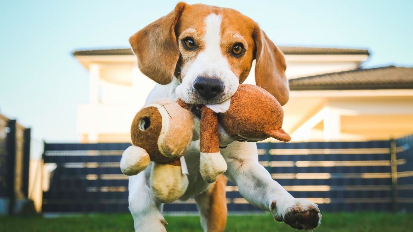 5 Orange County Dog Parks and 7 Ways to Play With Your Dog at the Park